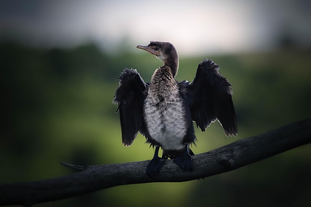 Cormorán, Pájaro, Alas, Naturaleza, Ala