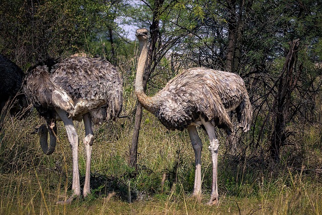 Avestruz En Sudáfrica, Pájaro