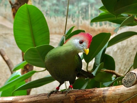 Fugl, Tropisk, Rødkammet Turaco, Tauraco