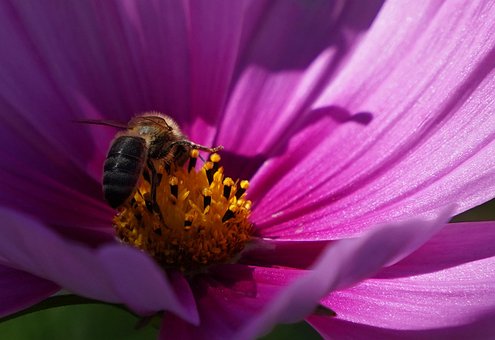 Bi, Insekt, Natur, Honningbi