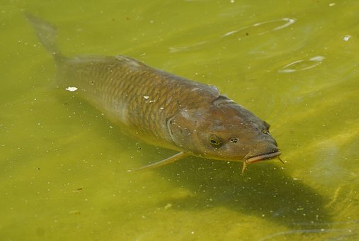 Fisk, Natur, Dyr, Vand, Dam