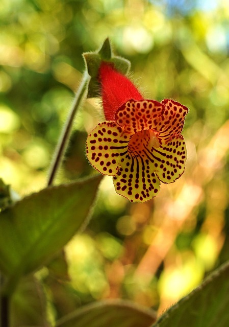Blomst, Natur, Blomster Tapet, Flora