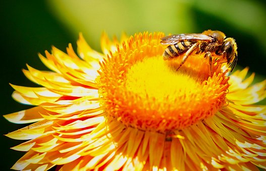 Blomst, Natur, Blomster Tapet, Gul, Bi