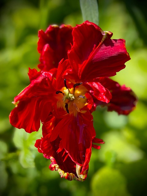 Blomst, Tulipan, Natur, Blomster Tapet