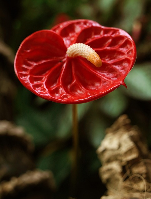 Blomst, Anthurium, Botanik, Blomstre