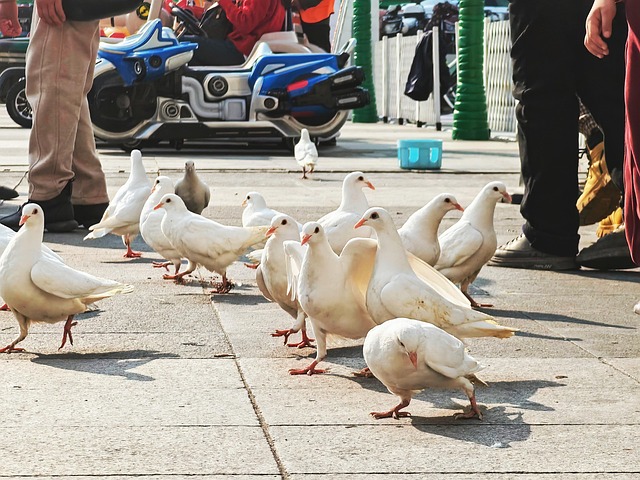 Free Pigeons Ground photo and picture
