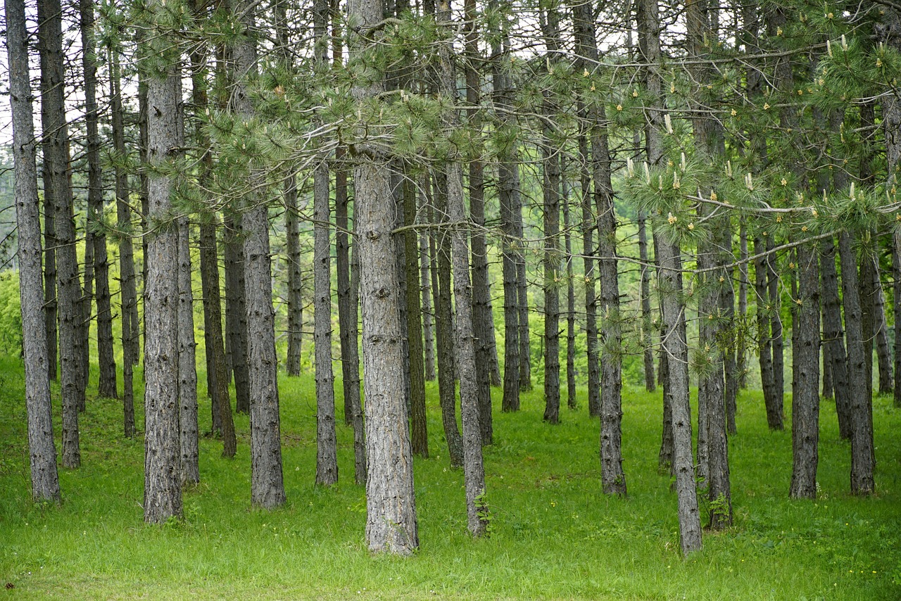 숲 소나무 자연 - Pixabay의 무료 사진 - Pixabay