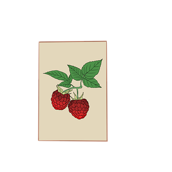 Free Raspberry Fruit illustration and picture