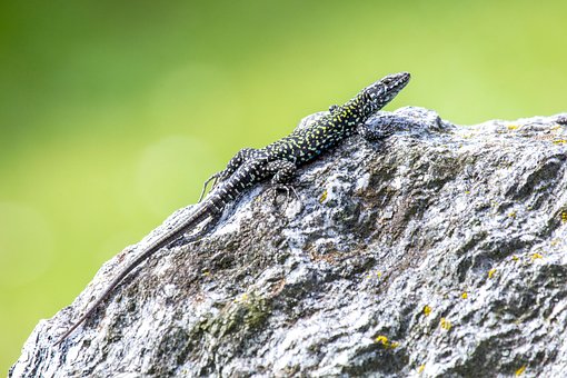 Free Lizard Wall Lizard photo and picture