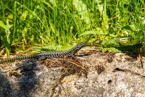 Free Lizard Wall Lizard photo and picture