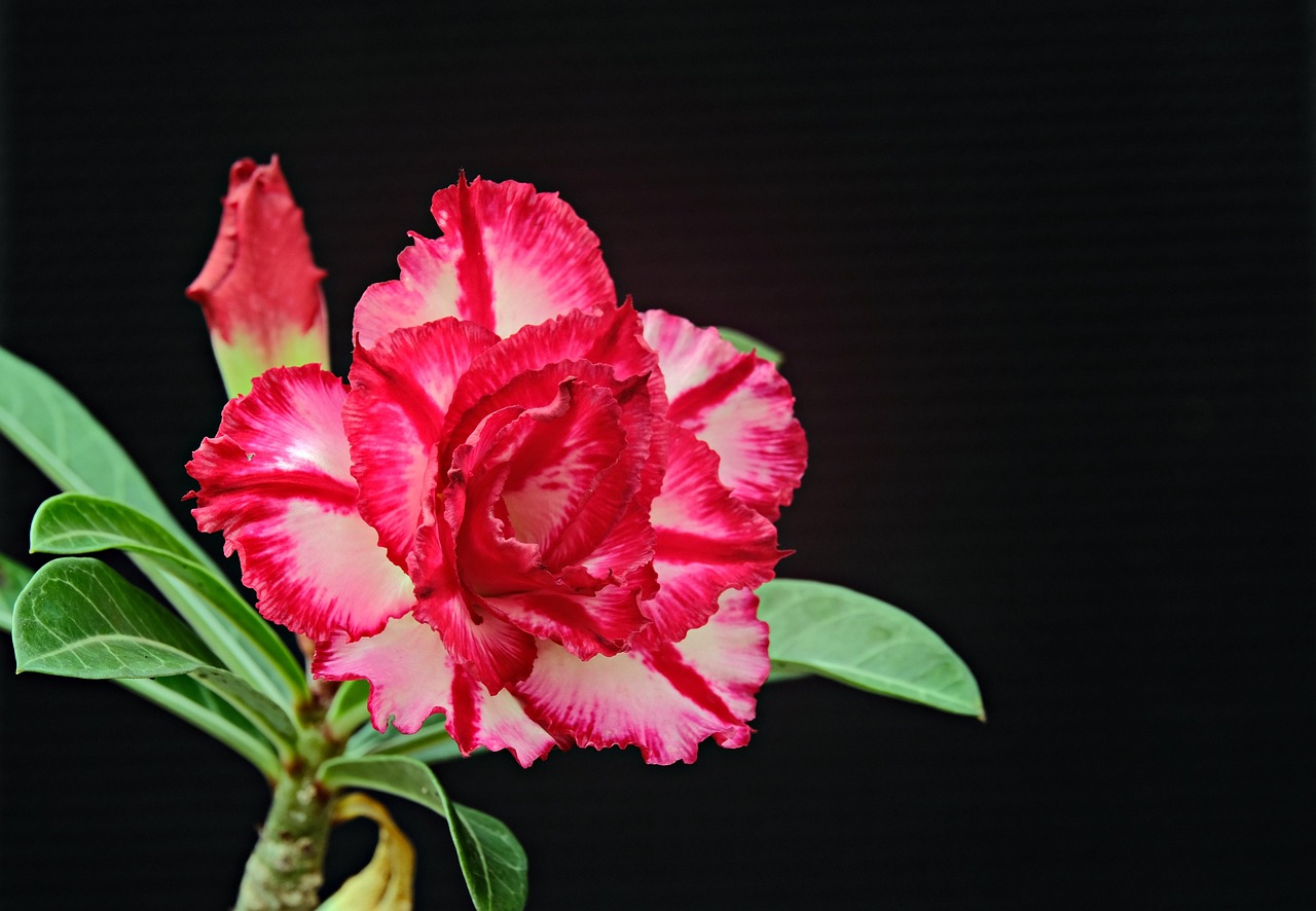 200+ Free Adenium Obesum & Adenium Images - Pixabay