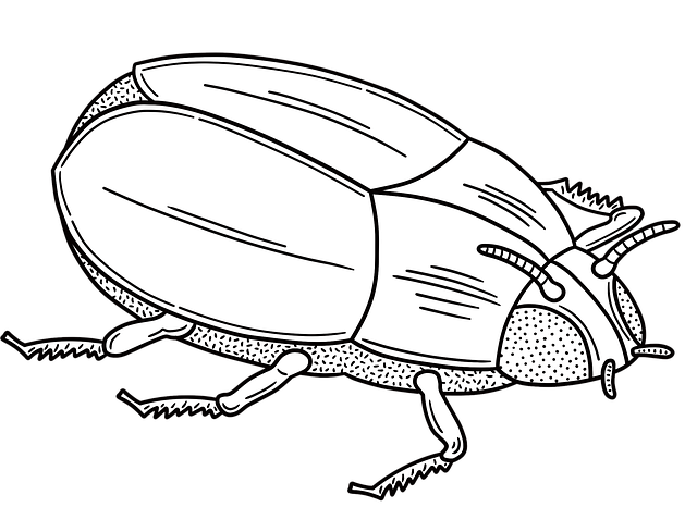 Free beetle white worm beetle insect illustration