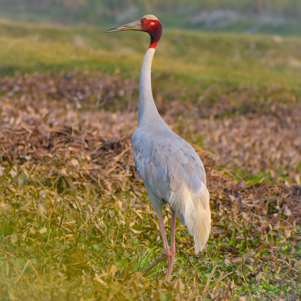 100 000 Free Crane Bird Crane Images Pixabay