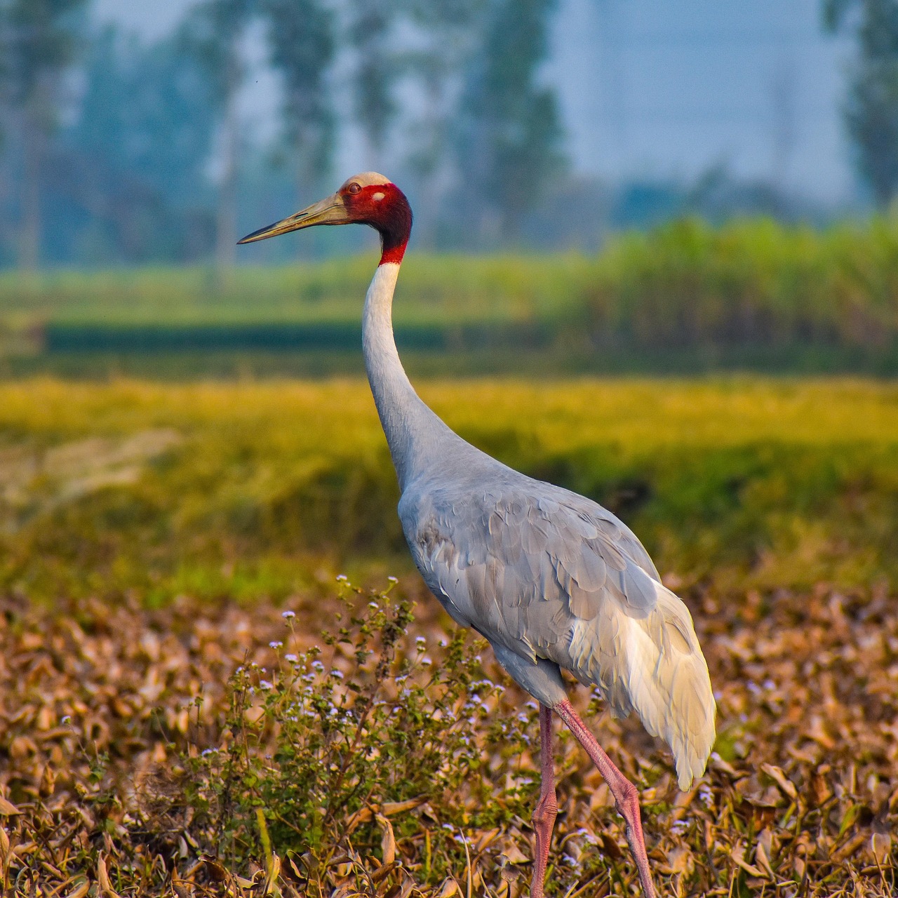 Bird Sarus Crane Free Photo On Pixabay