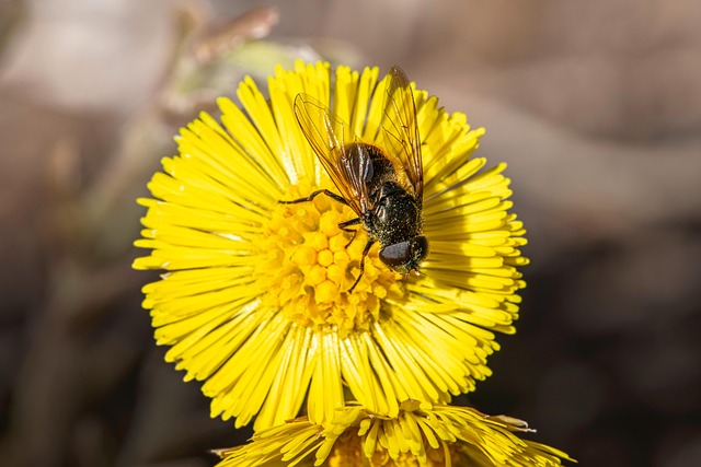 Free Botanical Gardens photo and picture