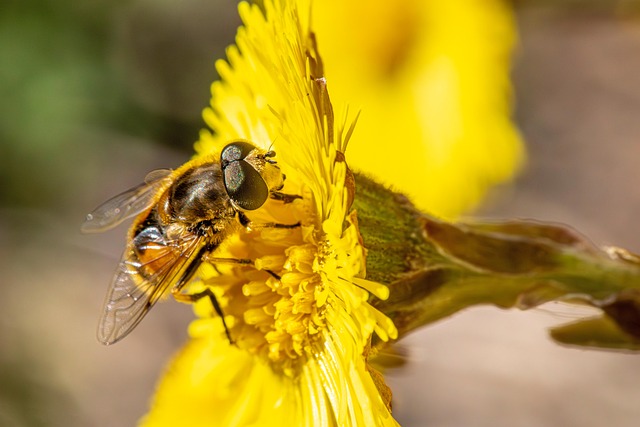 Free Insect Bee photo and picture