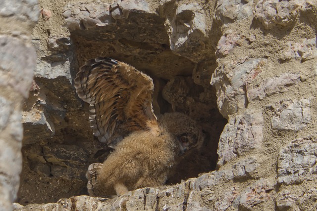 Free Nature Bird photo and picture