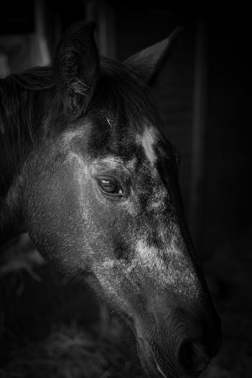 Horse Barn Animal - Free photo on Pixabay