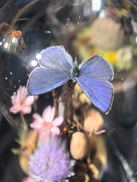 Free Butterfly Nature photo and picture
