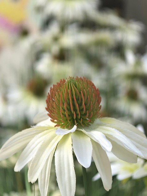Free Flower Nature photo and picture