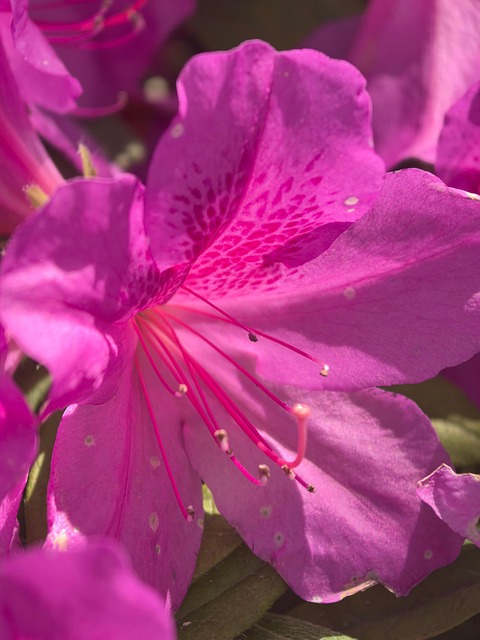 Free Flower Nature photo and picture