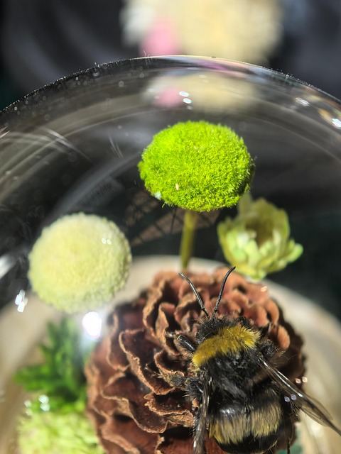 Free Nature Insect photo and picture