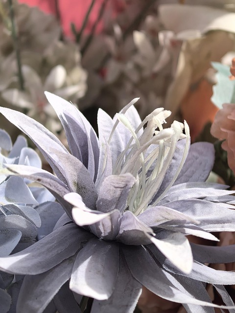 Free Nature Bloom photo and picture