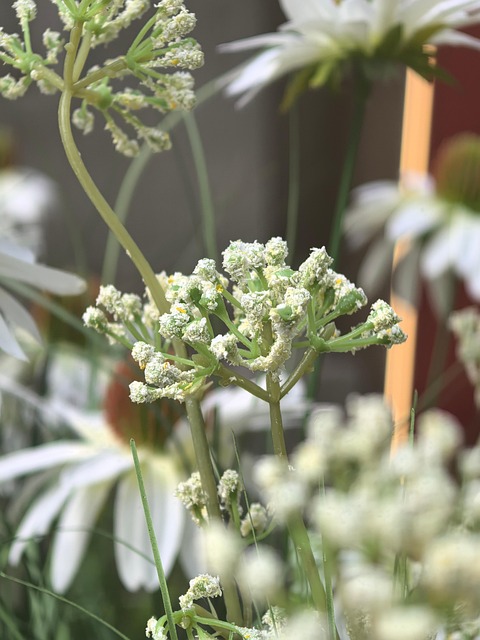 Free Nature Flowers photo and picture