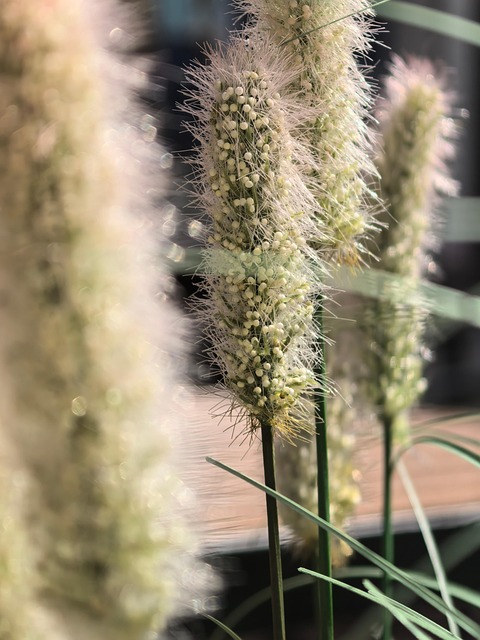 Free Plant Nature photo and picture