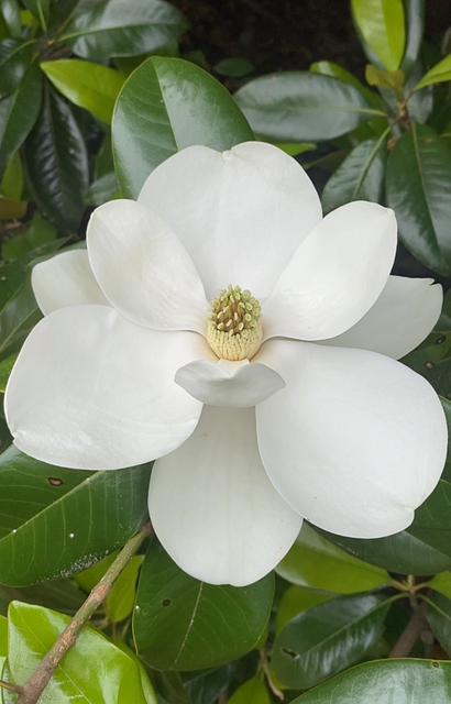 Magnolia Kukka Vakiotyyppi Ilmainen Kuva Pixabayssa Pixabay