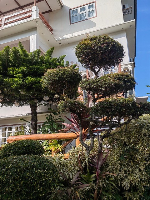 Bonsai, Natureza, Árvore, Terra, Planta