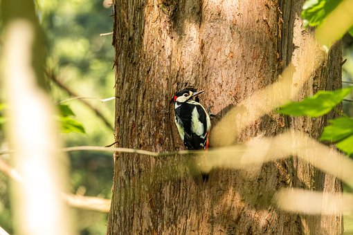 Free Great Spotted Woodpecker Woodpecker photo and picture