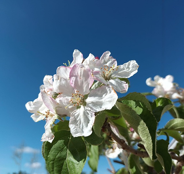Free Apple Tree Flower photo and picture