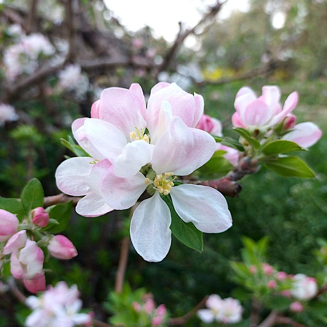 Free Flower Nature photo and picture