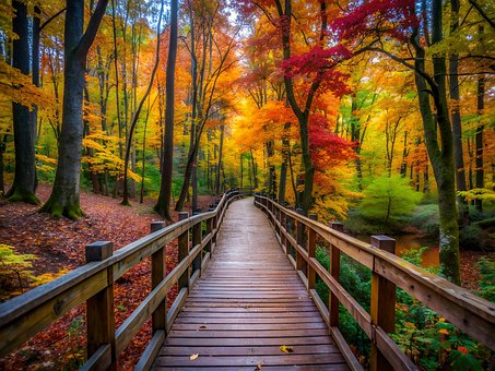 Free Ai Generated Forest illustration and picture