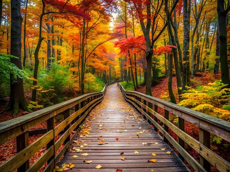 Free Ai Generated Forest illustration and picture