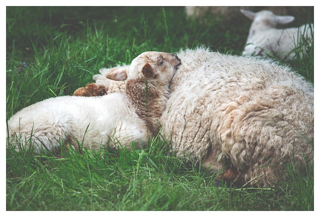 Free Sheep Lamb photo and picture