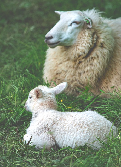 Free Sheep Ewe photo and picture