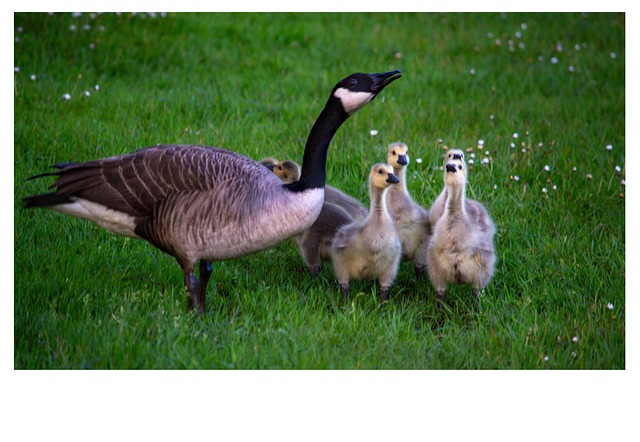 Free Geese Goose photo and picture