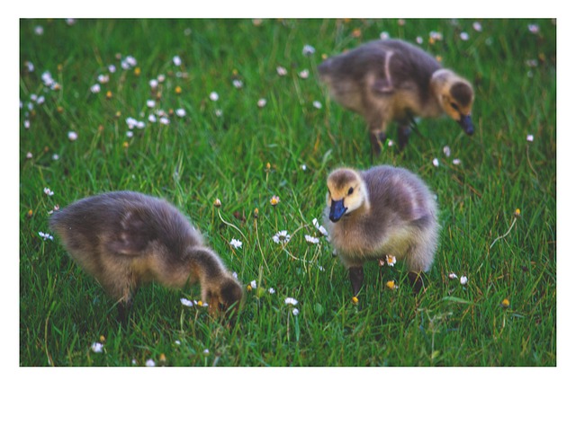 Free Duck Ducks photo and picture