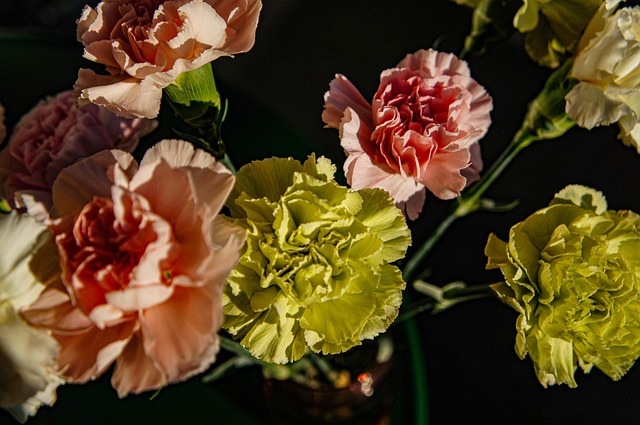 Free Bouquet Carnation photo and picture