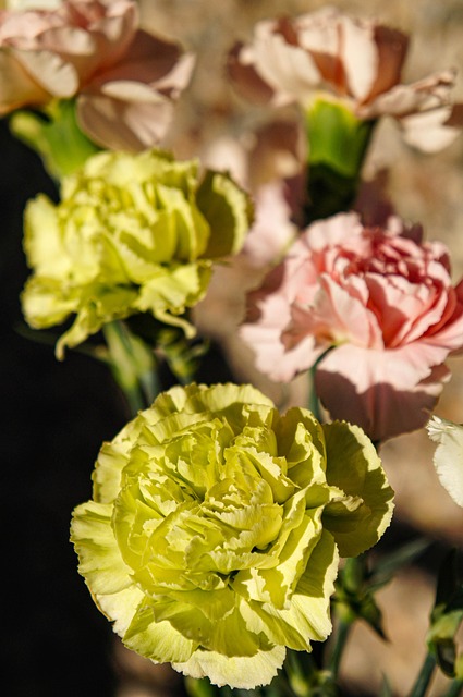 Free Bouquet Carnation photo and picture