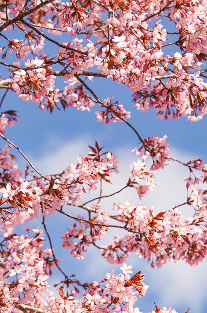 Free Cherry Bloom photo and picture