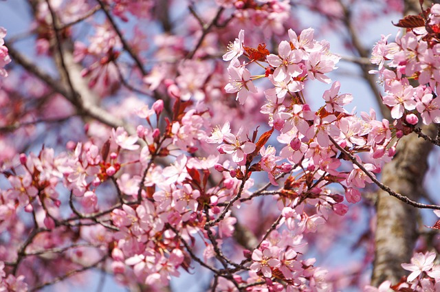 Free Cherry Flowers photo and picture