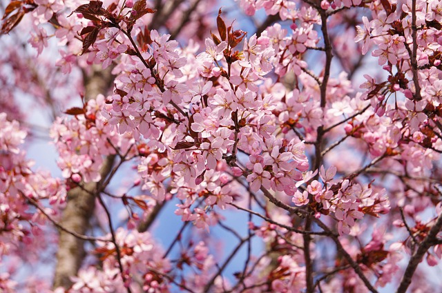 Free Cherry Bloom photo and picture
