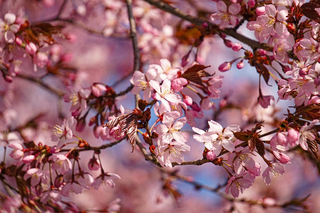 Free Cherry Bloom photo and picture