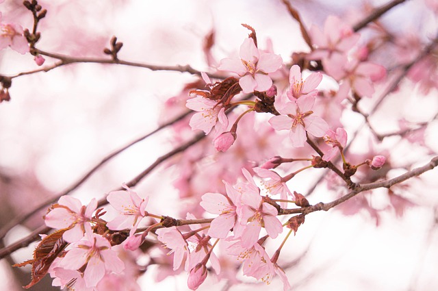 Free Cherry Blossom Flowers photo and picture