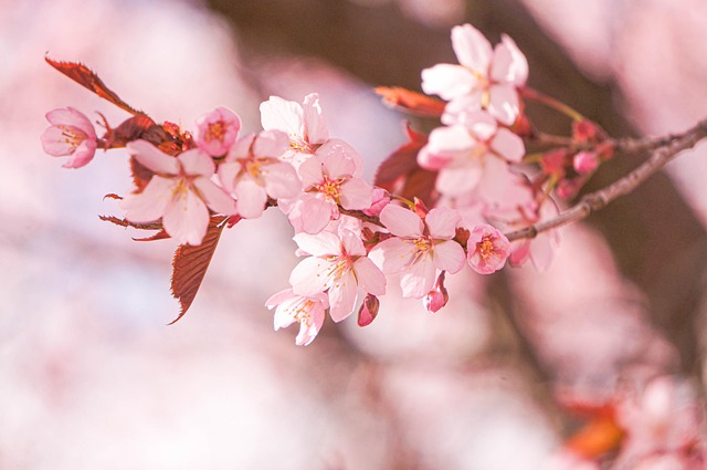 Free Cherry Blossom Flowers photo and picture