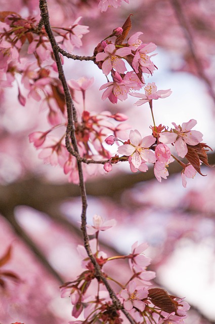 Free Cherry Blossom Flowers photo and picture