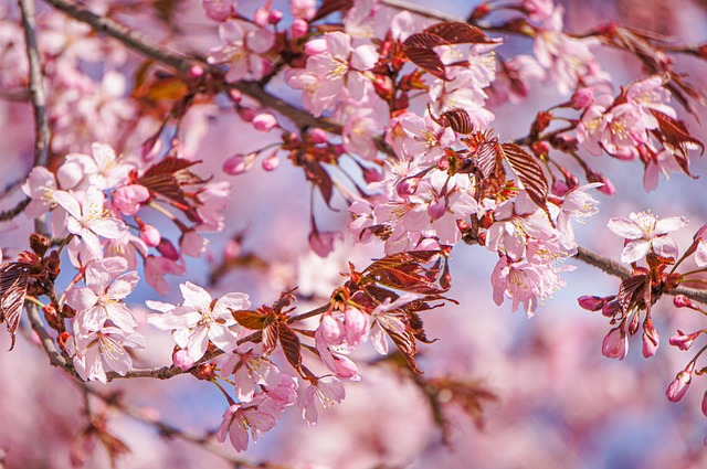 Free Cherry Blossom Flowers photo and picture